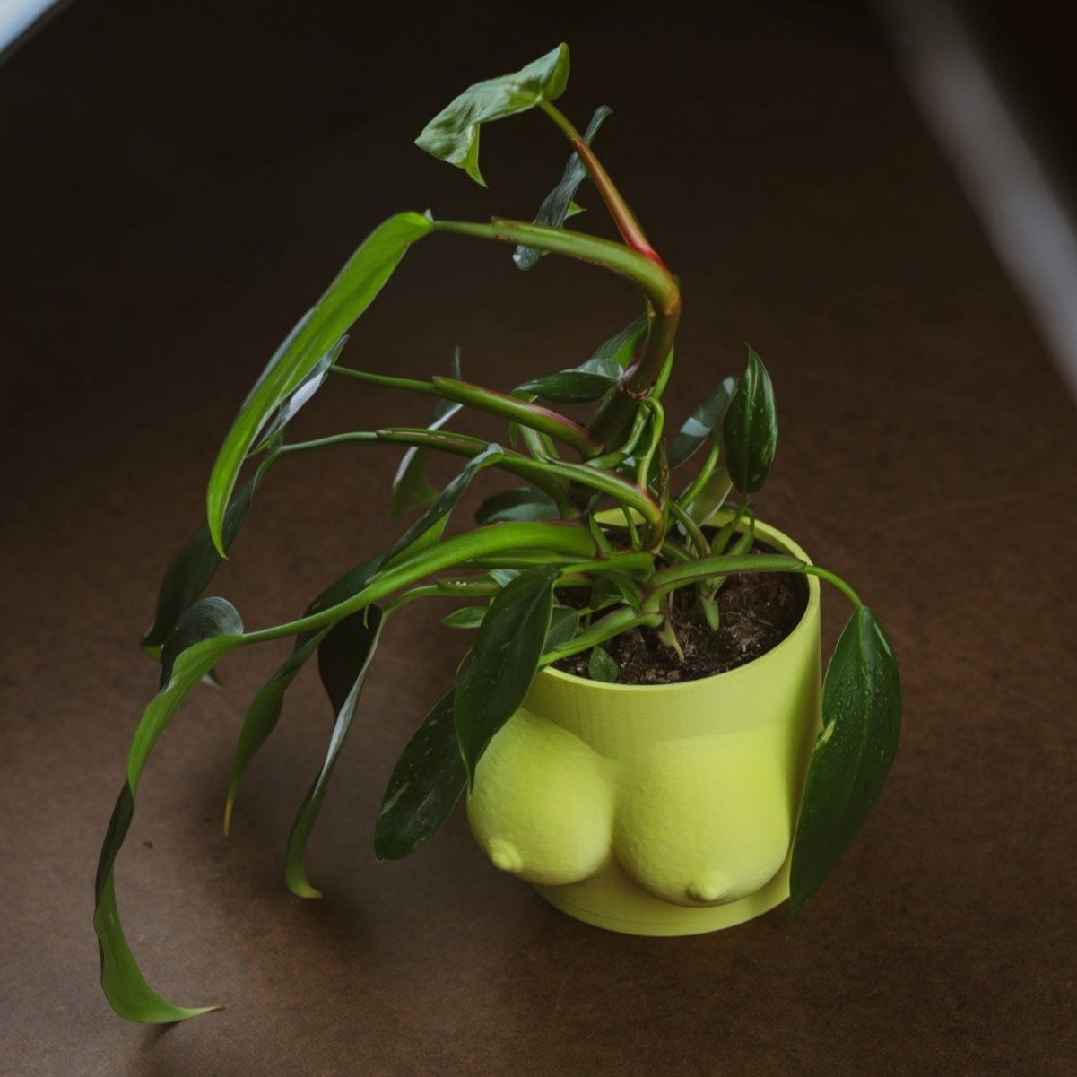 Boob Pot
